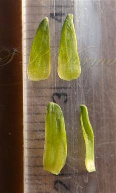  Sepals